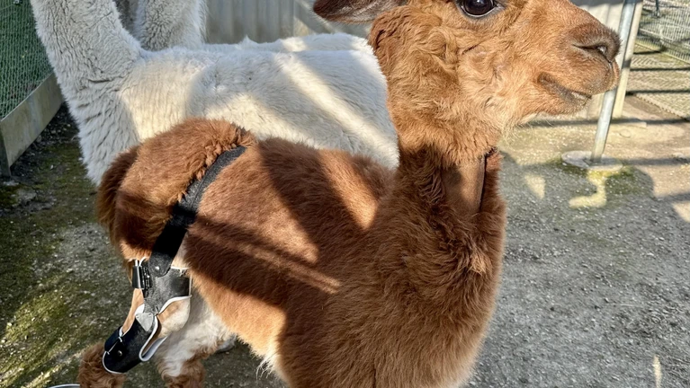 lebensqualitat_fur_tiere_2-min_jsiFJa8