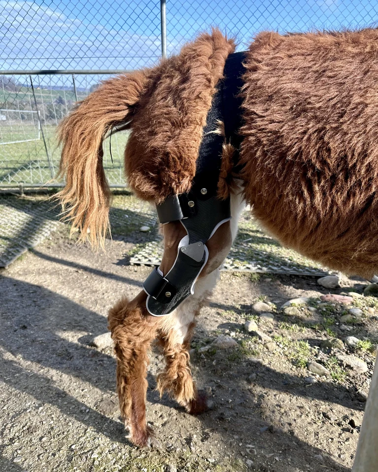 lebensqualitat_fur_tiere_3-min_HbPWEyB