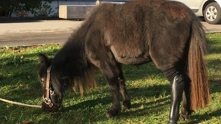 Pony mit Prothese.JPG